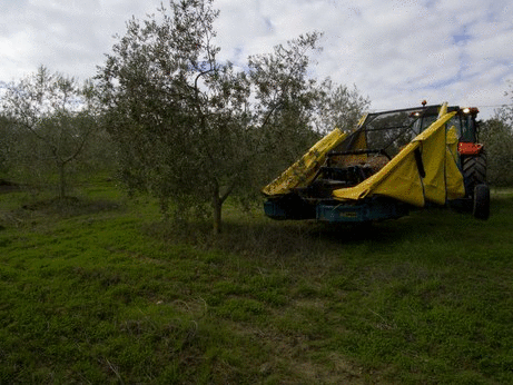 spedo raccolta olive